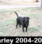 Harley 2004-2015